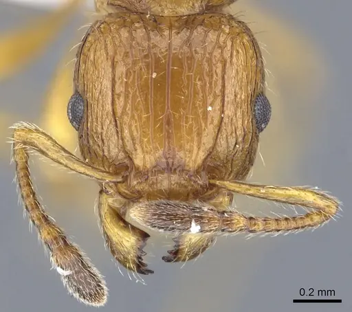Tetramorium vony specimen CASENT0404310 image casent0404310_2