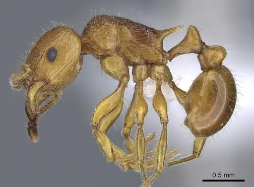 Tetramorium vony specimen CASENT0404310 image casent0404310_3
