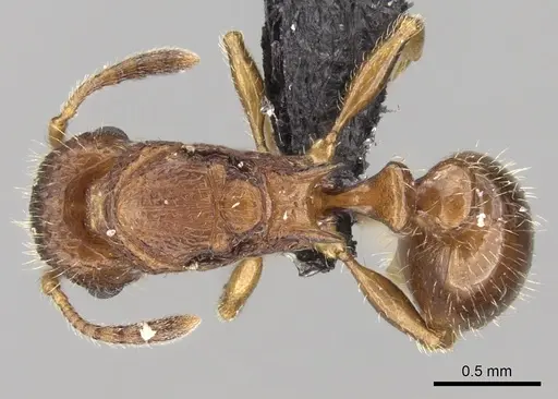 Tetramorium vony specimen CASENT0443714 image casent0443714_1