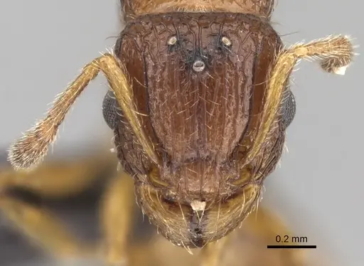 Tetramorium vony specimen CASENT0443714 image casent0443714_2