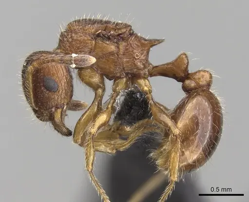 Tetramorium vony specimen CASENT0443714 image casent0443714_3