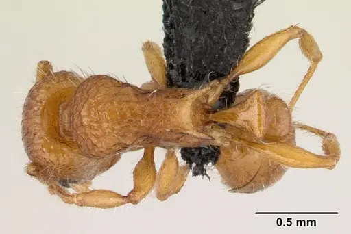 Tetramorium vony specimen CASENT0498388 image casent0498388_1