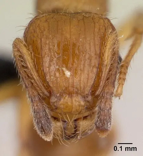Tetramorium vony specimen CASENT0498388 image casent0498388_2