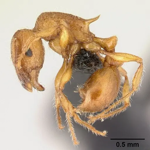 Tetramorium vony specimen CASENT0498388 image casent0498388_3