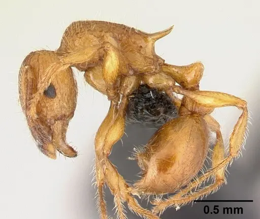 Tetramorium vony specimen CASENT0498388 image casent0498388_4