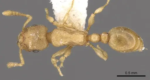 Tetramorium wadje specimen CASENT0901212 image casent0901212_1