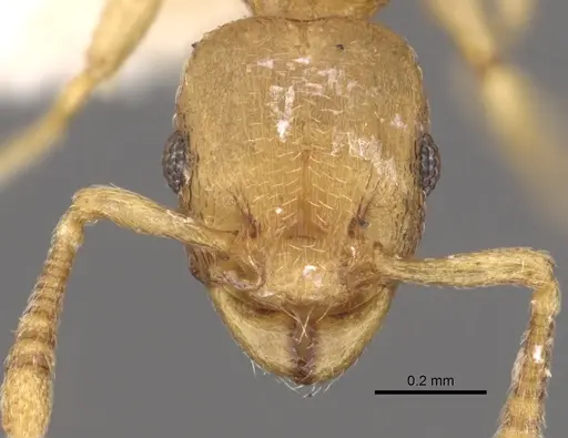Tetramorium wadje specimen CASENT0901212 image casent0901212_2