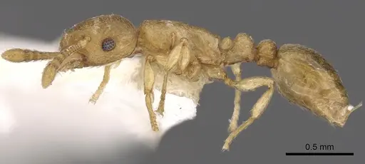 Tetramorium wadje specimen CASENT0901212 image casent0901212_3