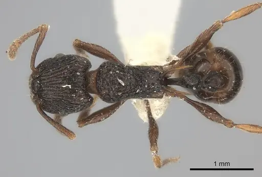 Tetramorium wagneri specimen CASENT0217980 image casent0217980_1