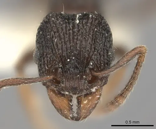 Tetramorium wagneri specimen CASENT0217980 image casent0217980_2