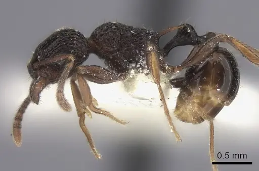Tetramorium wagneri specimen CASENT0217980 image casent0217980_3