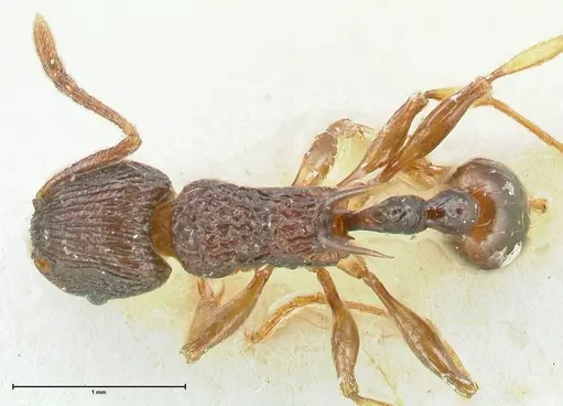 Tetramorium wagneri specimen FOCOL2078 image focol2078_1