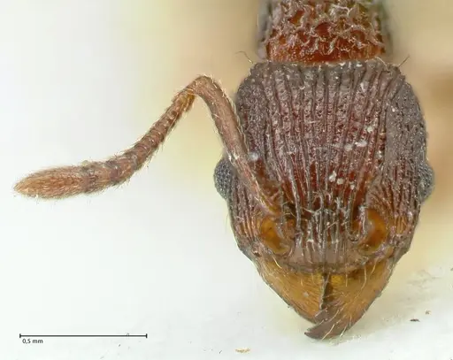 Tetramorium wagneri specimen FOCOL2078 image focol2078_2