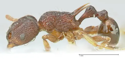 Tetramorium wagneri specimen FOCOL2078 image focol2078_3