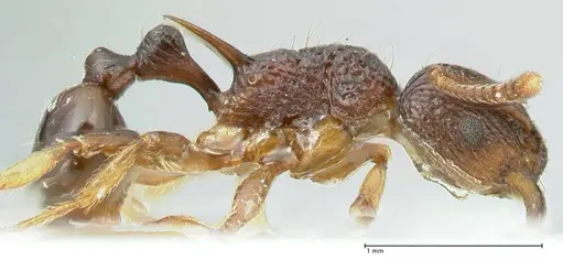 Tetramorium wagneri specimen FOCOL2078 image focol2078_4