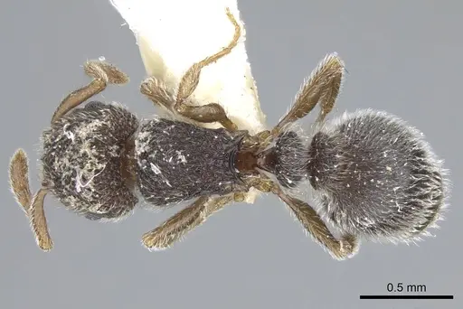 Tetramorium walshi specimen CASENT0248784 image casent0248784_1