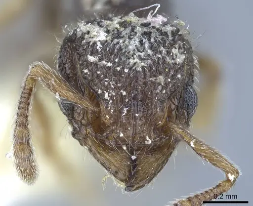 Tetramorium walshi specimen CASENT0248784 image casent0248784_2