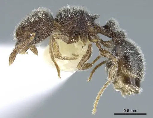 Tetramorium walshi specimen CASENT0248784 image casent0248784_3