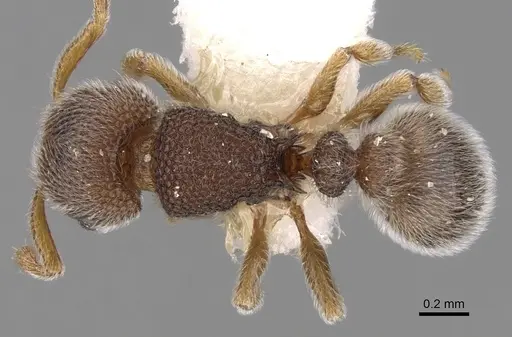 Tetramorium walshi specimen CASENT0280877 image casent0280877_1