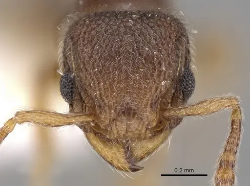 Tetramorium walshi specimen CASENT0280877 image casent0280877_2