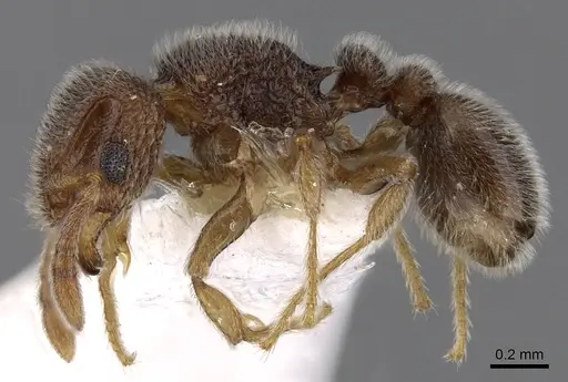 Tetramorium walshi specimen CASENT0280877 image casent0280877_3