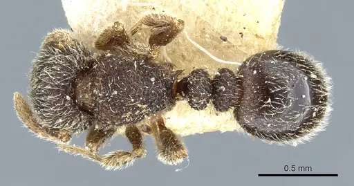 Tetramorium walshi specimen CASENT0904795 image casent0904795_1