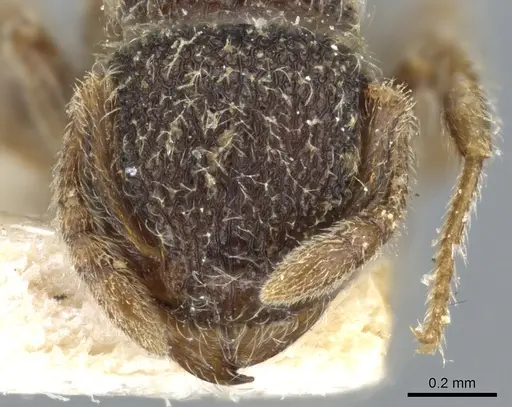 Tetramorium walshi specimen CASENT0904795 image casent0904795_2