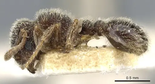 Tetramorium walshi specimen CASENT0904795 image casent0904795_3