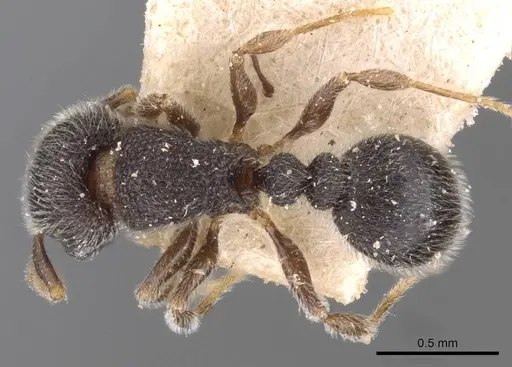 Tetramorium walshi specimen CASENT0909092 image casent0909092_1
