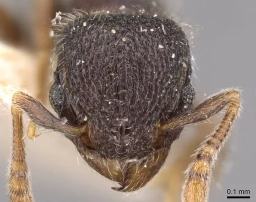 Tetramorium walshi specimen CASENT0909092 image casent0909092_2
