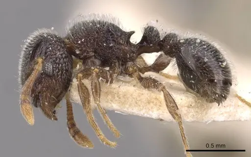 Tetramorium walshi specimen CASENT0909092 image casent0909092_3