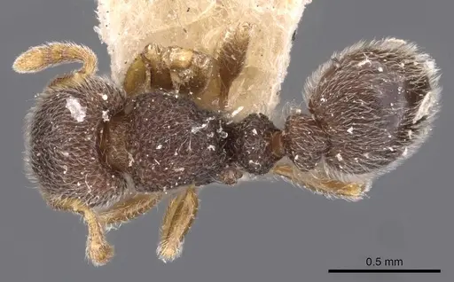 Tetramorium walshi specimen CASENT0909098 image casent0909098_1