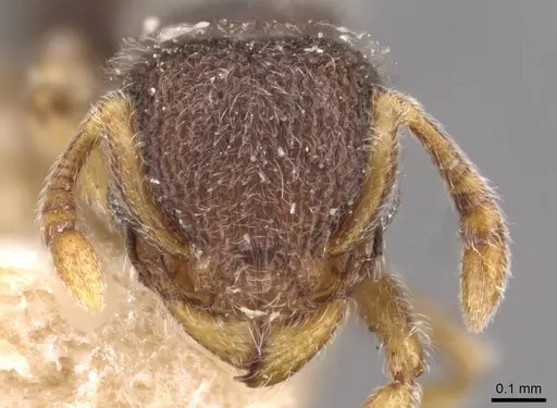 Tetramorium walshi specimen CASENT0909098 image casent0909098_2