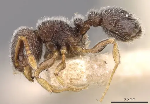 Tetramorium walshi specimen CASENT0909098 image casent0909098_3