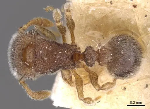 Tetramorium walshi specimen CASENT0909099 image casent0909099_1