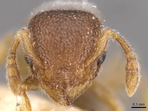 Tetramorium walshi specimen CASENT0909099 image casent0909099_2