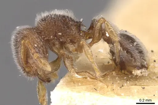 Tetramorium walshi specimen CASENT0909099 image casent0909099_3