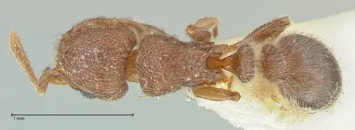 Tetramorium walshi specimen FOCOL2061 image focol2061_1