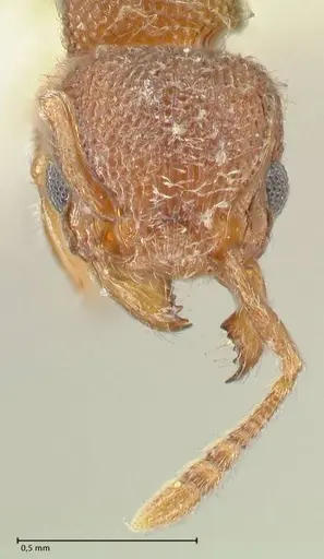 Tetramorium walshi specimen FOCOL2061 image focol2061_2