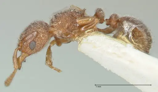 Tetramorium walshi specimen FOCOL2061 image focol2061_3
