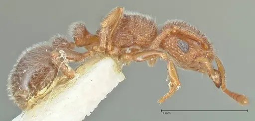 Tetramorium walshi specimen FOCOL2061 image focol2061_4