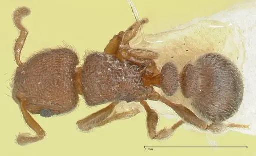Tetramorium walshi specimen FOCOL2062 image focol2062_1