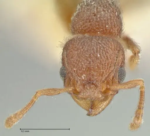 Tetramorium walshi specimen FOCOL2062 image focol2062_2