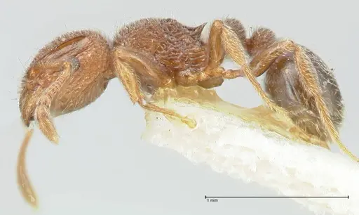 Tetramorium walshi specimen FOCOL2062 image focol2062_3