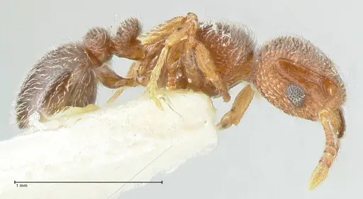 Tetramorium walshi specimen FOCOL2062 image focol2062_4