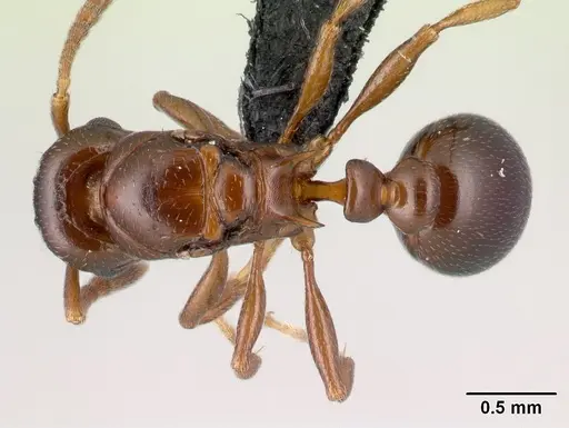 Tetramorium wardi specimen CASENT0015672 image casent0015672_1