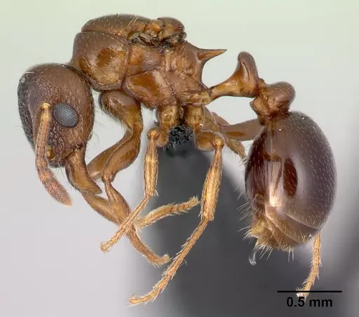 Tetramorium wardi specimen CASENT0015672 image casent0015672_3