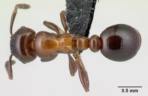 Tetramorium wardi specimen CASENT0475483 image casent0475483_1