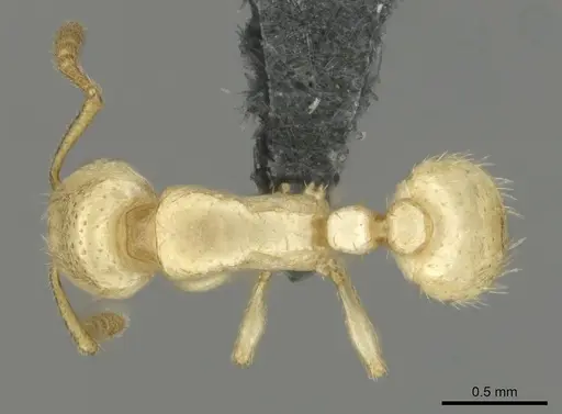 Tetramorium warreni specimen CASENT0257201 image casent0257201_1