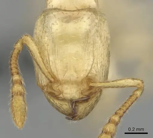 Tetramorium warreni specimen CASENT0257201 image casent0257201_2